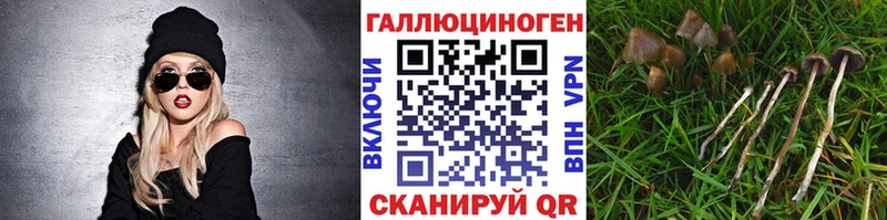 Псилоцибиновые грибы Psilocybe  Купить где  Агидель 